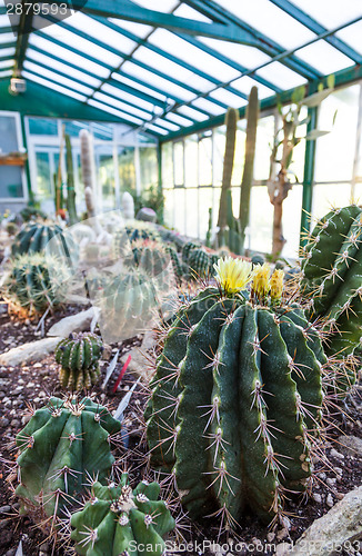 Image of Cactus greenhouse