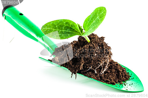 Image of Young plant on gardening tool