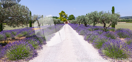 Image of Lavander garden