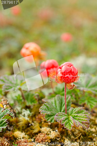 Image of Cloudberries on marsh