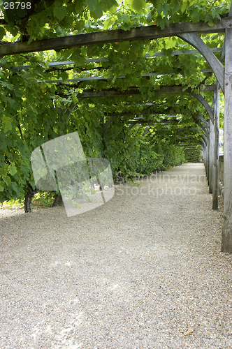 Image of Pathway through grapevine covered pergola at chateau, de, villandry, loire, valley, france