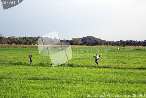 Image of Two workers on rice field, Sri Lanka
