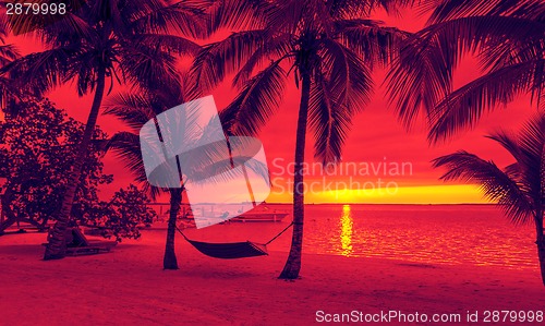 Image of palm trees and hammock on tropical beach