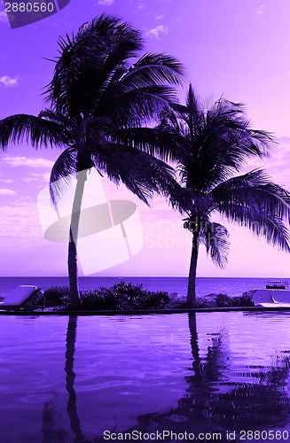Image of coconut tree silhouette on the beach