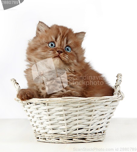Image of british long hair kitten