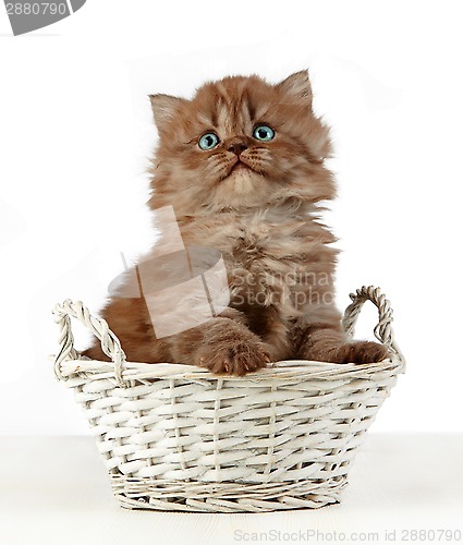 Image of british long hair kitten