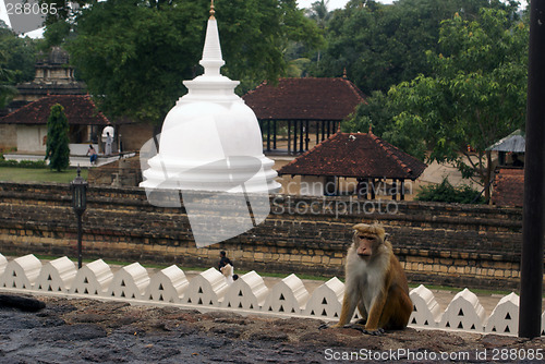 Image of Monkey and stupa