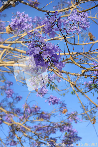 Image of Tree with violet flowers