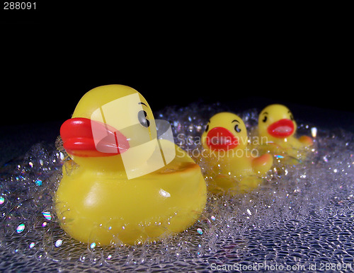 Image of Three Rubber Ducks in Soap Suds