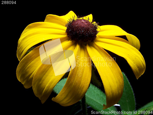 Image of Blackeyed Susan Flower