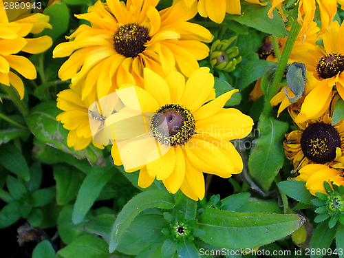 Image of Background of flowers