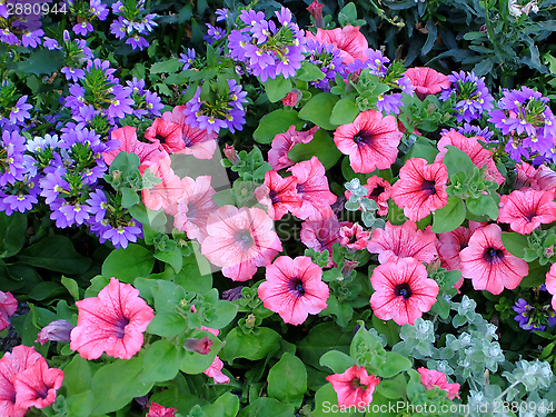 Image of Background of flowers