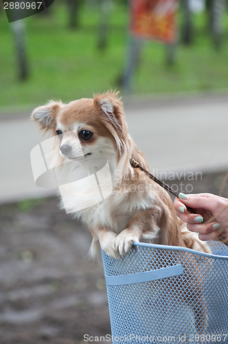 Image of bicycle walking with chihuahua