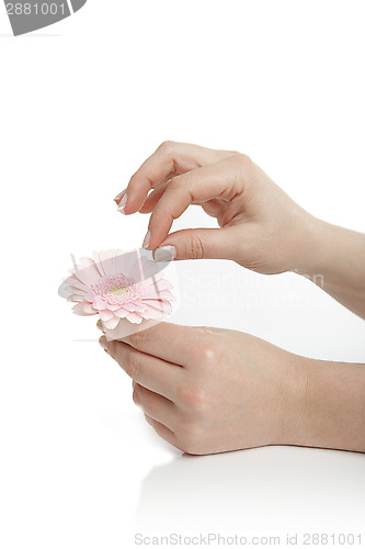 Image of Female hand holding a pink flower