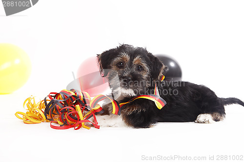 Image of Young puppy with ballons sits in front of white background
