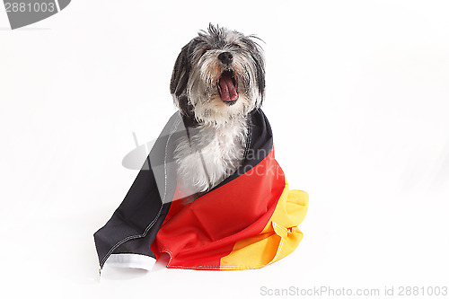 Image of Terrier dog with German flag shout in front of white background
