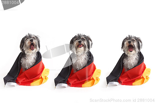 Image of Dogs with German flag shout in front of white background