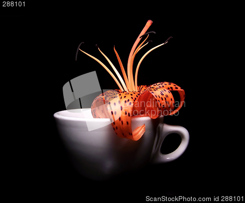 Image of Single Tiger Lily In A White Porcelain Cup
