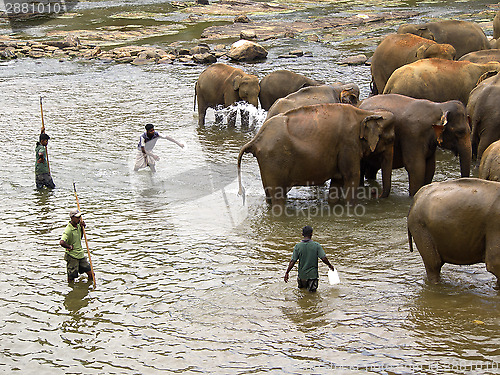 Image of Elephant bathing at the orphanage