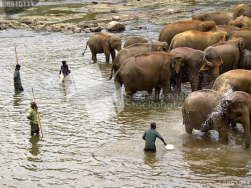 Image of Elephant bathing at the orphanage