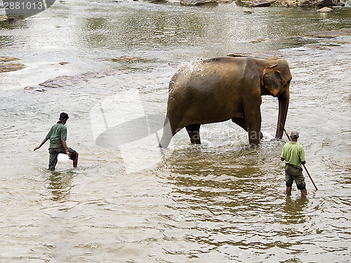 Image of Elephant bathing at the orphanage