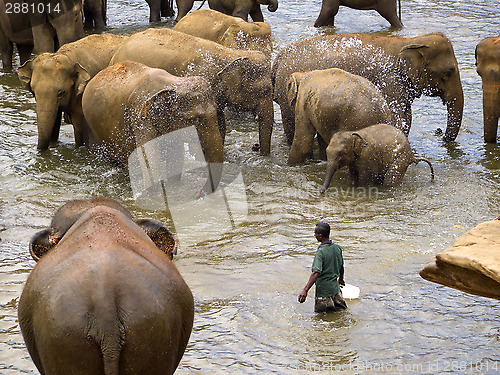 Image of Elephant bathing at the orphanage