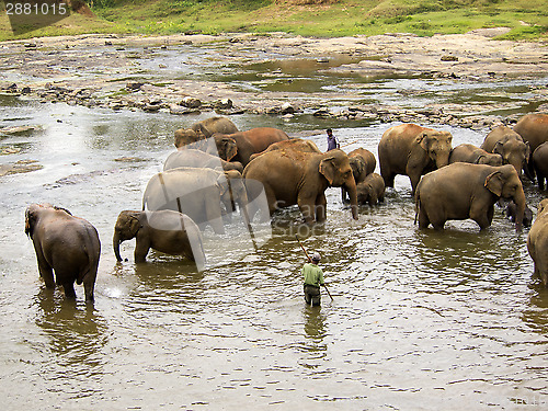 Image of Elephant bathing at the orphanage