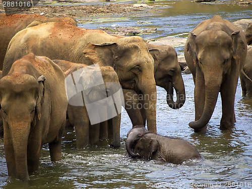 Image of Elephant bathing at the orphanage