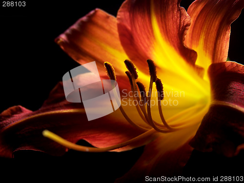 Image of Daylily On A Black Background