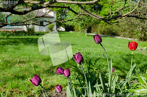 Image of dark purple garden tulips in the shade of trees 