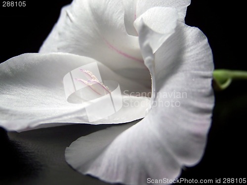 Image of White Gladiola Blossom Close Up