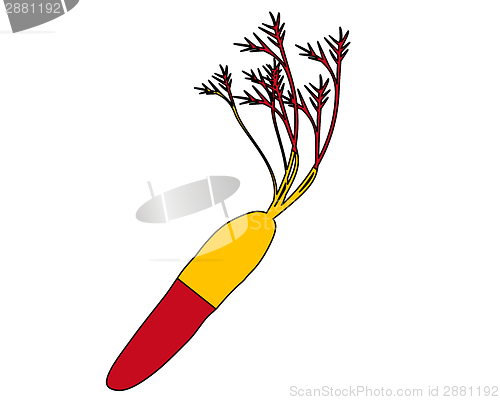 Image of Spanish carrot