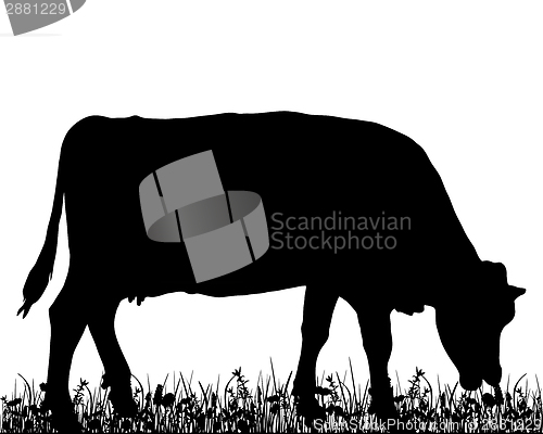 Image of Cow in the meadow