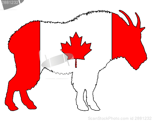 Image of Mountain goat Canada