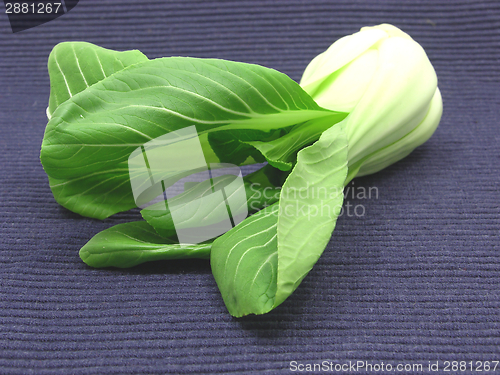 Image of Pak choi on a dark blue background