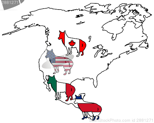 Image of Coyote America