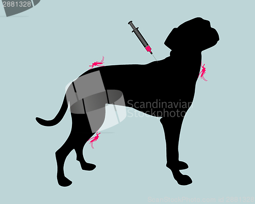Image of Dog gets an immunization against a disease of mosquito bites