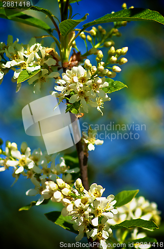 Image of Cherry Tree