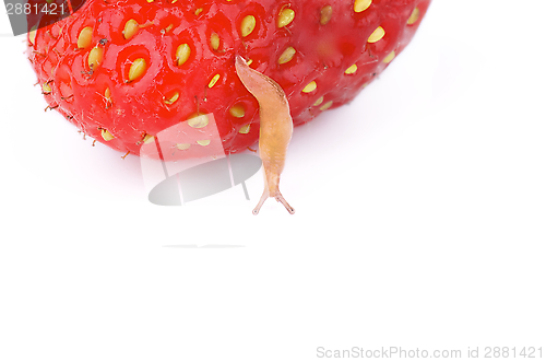 Image of Fruit Snail