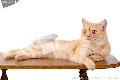 Image of Red cat