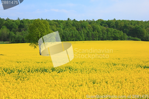 Image of Yellow field