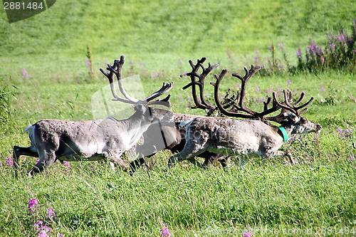 Image of reindeer