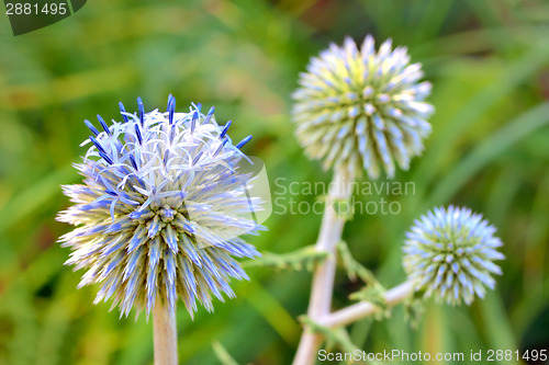 Image of Blue globe thistle (Echinops)