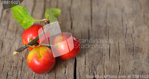 Image of cherry-plum