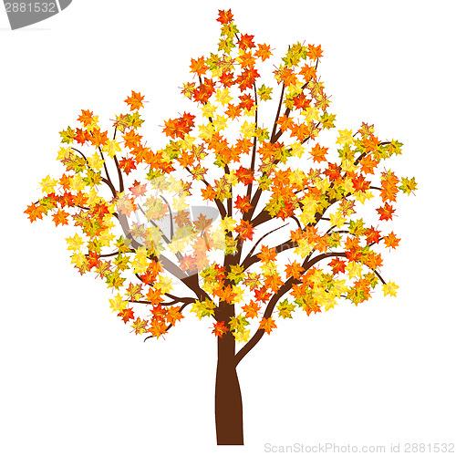 Image of Autumn maple tree