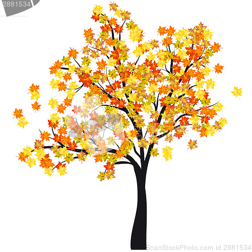 Image of Autumn maple tree