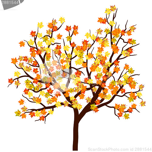 Image of Autumn maple tree