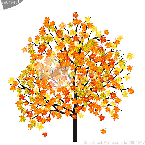 Image of Autumn maple tree