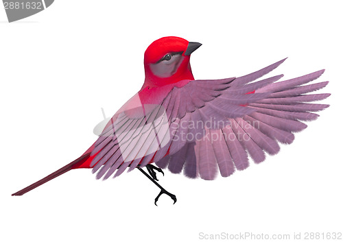 Image of Songbird Tanager