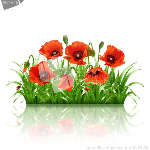 Image of Red poppies in grass., vector